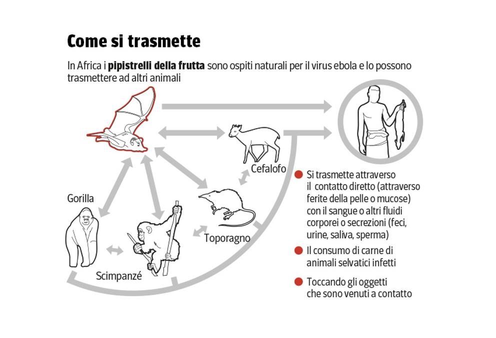 Ebola-come-si-trasmette